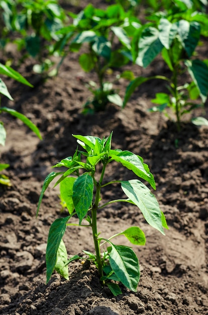 Jonge zaailingen van peper in het open veld op het landbouwveld