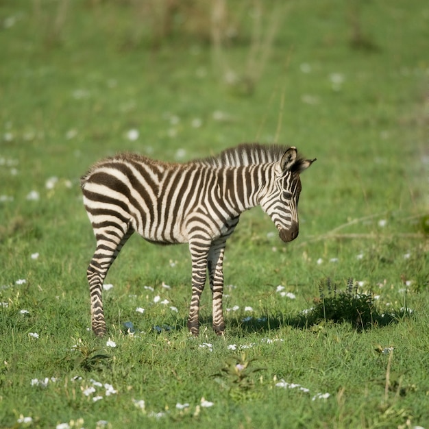 Jonge zebra in de Serengeti