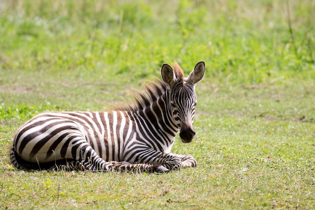 Jonge zebra's rusten op een open plek