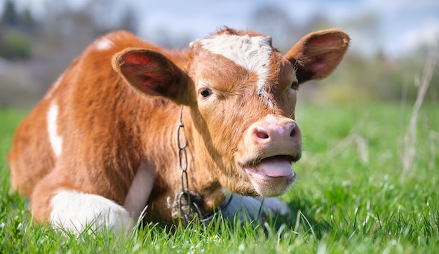 Jonge zieken van dorstig kalf rustend op groen weilandgras op zomerdag Voeden van vee op landbouwgrasland