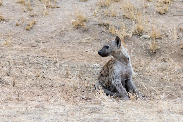 Foto jonge zittende gevlekte hyena crocuta crocuta vooraanzicht in kruger national park zuid-afrika