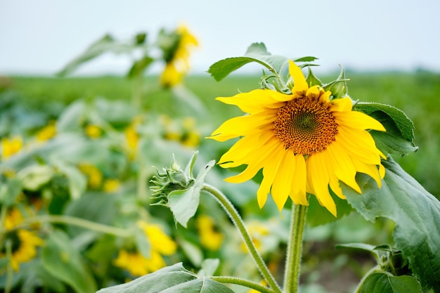 Jonge zonnebloem groeit op veld close-up foto. Mooie agrarische zomerseizoen natuur biologische plantaardige zon bloem en plant groene bladeren. Agronomie landbouw oogst in zonnige weerdag