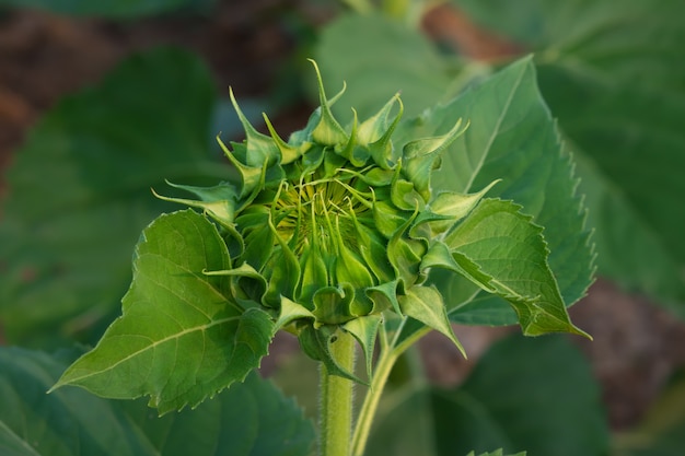 Jonge zonnebloem met het zonnebloemengebied op achtergrond