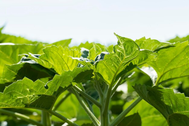 Jonge zonnebloemplantjes in het veld