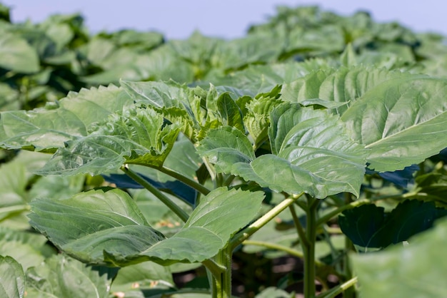 Jonge zonnebloemplantjes in het veld