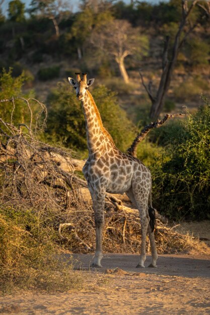 Foto jonge zuidelijke giraffe staart naar de camera