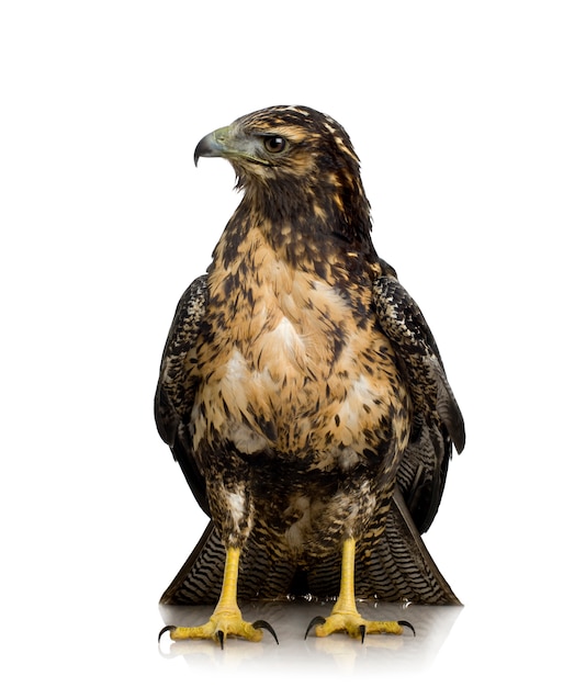 Jonge zwart-bovenlijf Buizerd-adelaar Geranoaetus melanoleucus vooraan op een geïsoleerd wit