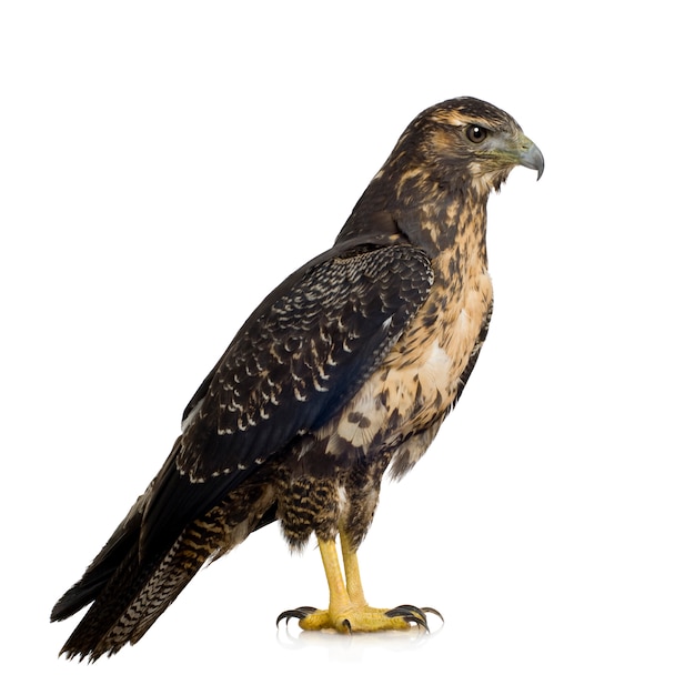 Jonge zwart-bovenlijf Buizerd-adelaar Geranoaetus melanoleucus vooraan op een geïsoleerd wit