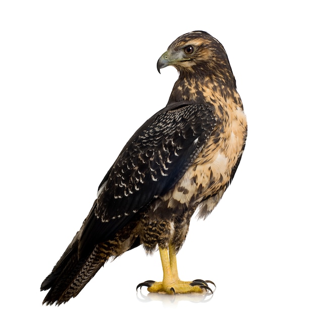 Jonge zwart-bovenlijf Buizerd-adelaar Geranoaetus melanoleucus vooraan op een geïsoleerd wit