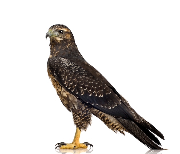 Jonge zwart-bovenlijf Buizerd-adelaar Geranoaetus melanoleucus vooraan op een geïsoleerd wit