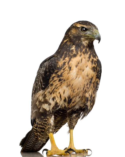 Jonge zwart-bovenlijf Buizerd-adelaar Geranoaetus melanoleucus vooraan op een geïsoleerd wit