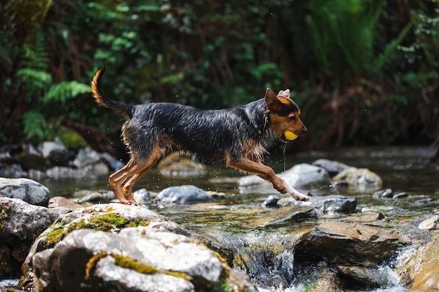 Jonge zwarte hond die apporteer speelt met zijn gele tennisbal in de rivier die van steen naar steen springt en in het rond spettert