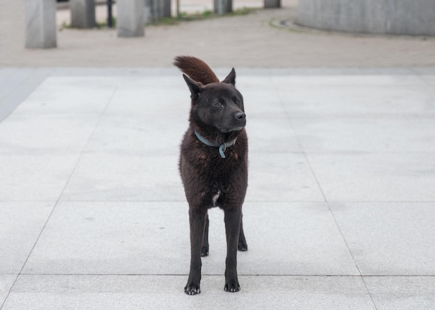 Jonge zwarte hond met halsband over het hoofd