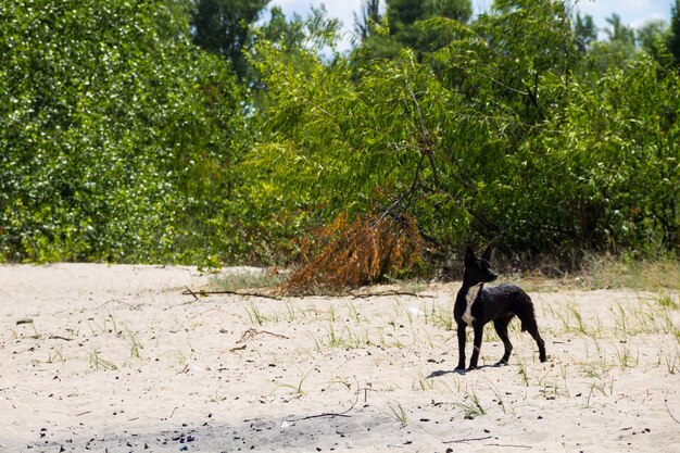 Jonge zwarte hond op zandige oever van de rivier