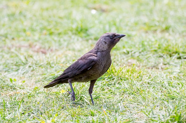 Jonge zwarte raaf op het gras bij zonnig weather_