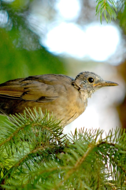 jonge zwarte vogel