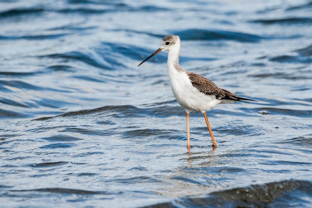 Jonge zwartvleugelige stelten in het natuurpark Albufera van Valencia