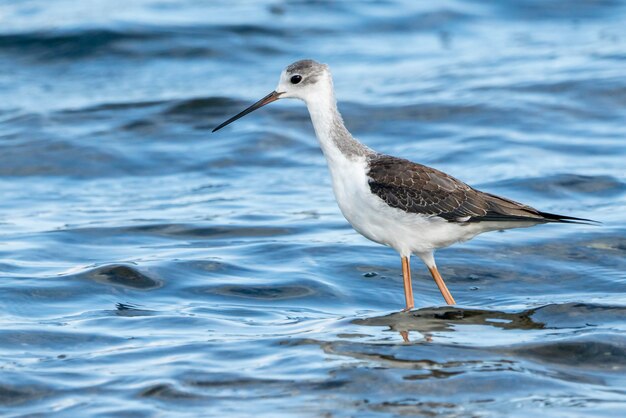 Jonge zwartvleugelige stelten in het natuurpark albufera van valencia