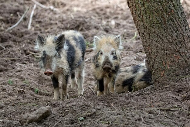 Jonge zwijnen in het wild