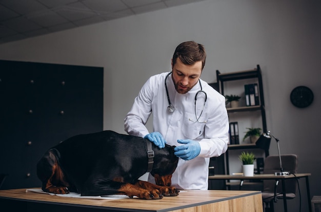 Jongeman dierenarts onderzoekt hond op tafel in veterinaire kliniek Geneeskunde huisdieren gezondheidszorg en mensen concept Veterinaire zorg Doberman ras