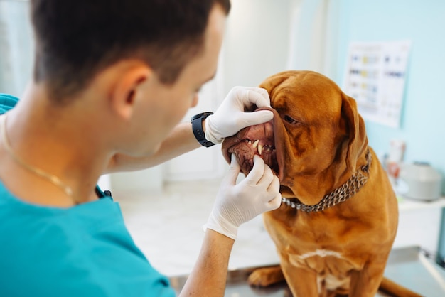 Jongeman dierenarts onderzoekt hond op tafel in veterinaire kliniek Geneeskundedierengezondheidszorg