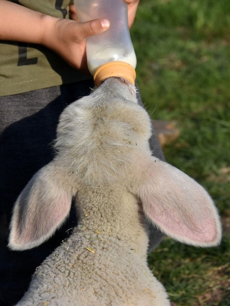 Jongen die een fles van de babylamholding met melk voedt