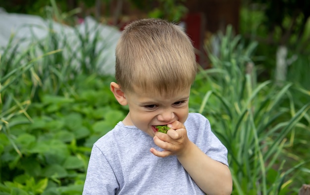 Jongen die heerlijke aardbeien eet. op de boerderij. natuur. selectieve aandacht.