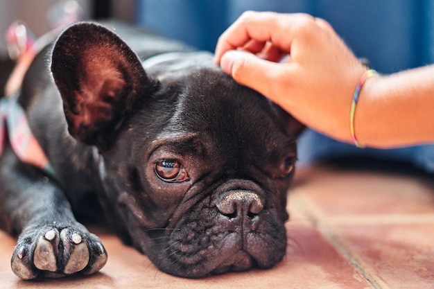 Jongen die zijn hond binnen aait