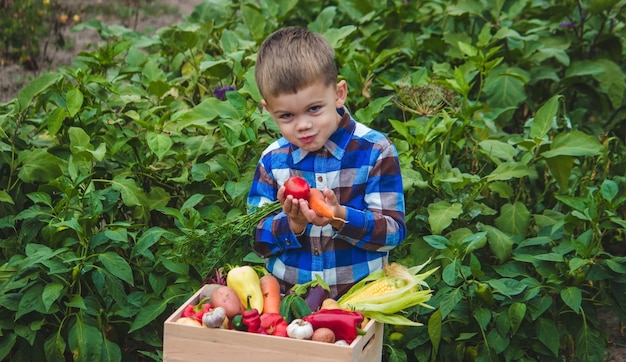 Jongen met een doos groenten in de tuin