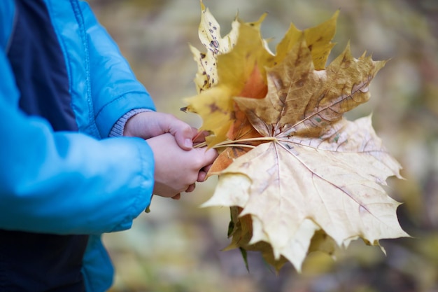 Jongen van zes jaar met een bos gele esdoornbladeren in het herfstpark. Detailopname