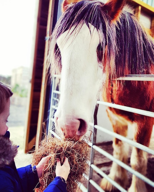 Foto jongen voedt paard met gras in de stal