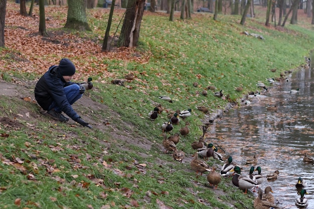 Jongen zit op de kust in de buurt van het stadsmeer en voedt wilde mallard-eenden in de koude herfst.