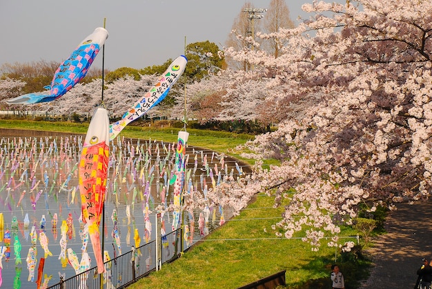 Jongensdag in Japan. Kersenbloesem.