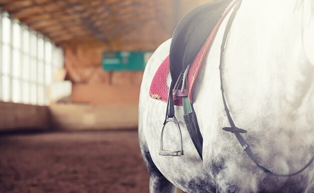 Jongeren op een paard trainen in een houten arena