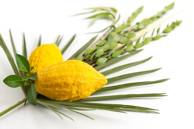 Joodse feestdag van Soekot. Traditionele symbolen (De vier soorten): Etrog (citroen), lulav (palmtak), hadas (mirte), arava (wilg)