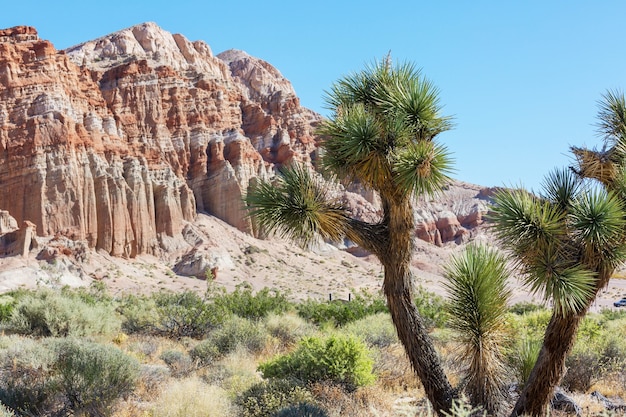 Joshua tree in Arizona desert along road.