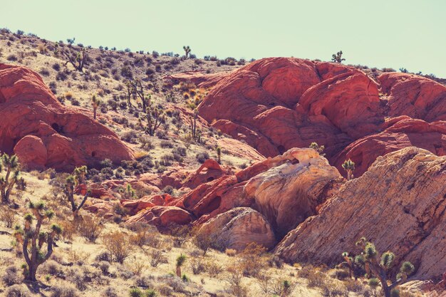 Joshua tree in desert