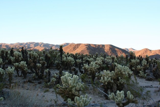 Joshua tree nationaal park Californië