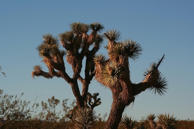 Joshua tree nationaal park Californië