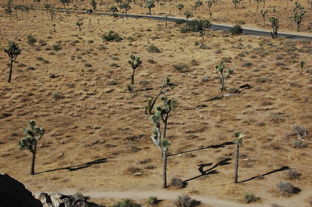 Foto joshua tree nationaal park