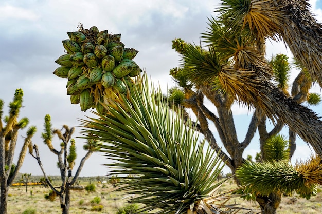 Joshua Tree National Park American desert national park in southeastern California