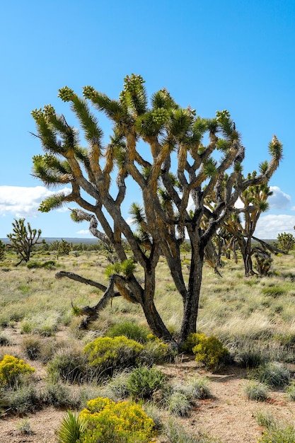 Joshua Tree National Park American desert national park in southeastern California