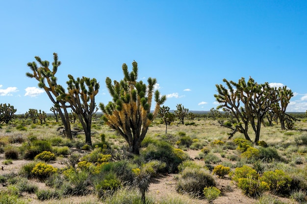 조슈아 트리 국립공원 남동부 캘리포니아에 있는 미국 사막 국립공원