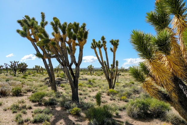 조슈아 트리 국립공원 남동부 캘리포니아에 있는 미국 사막 국립공원