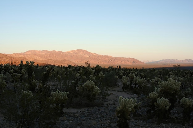 Joshua tree national park California