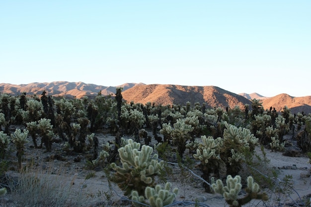 Joshua tree national park California