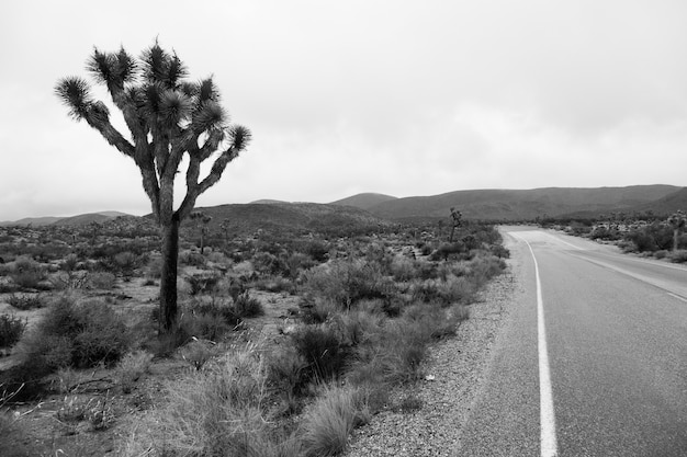 Joshua Tree National Park, USA. Detail of this amazing and unique place