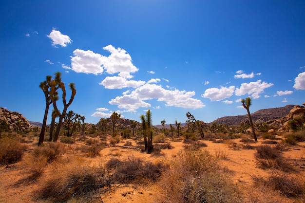 Joshua Tree National Park Yucca Valley Mohave woestijn Californië