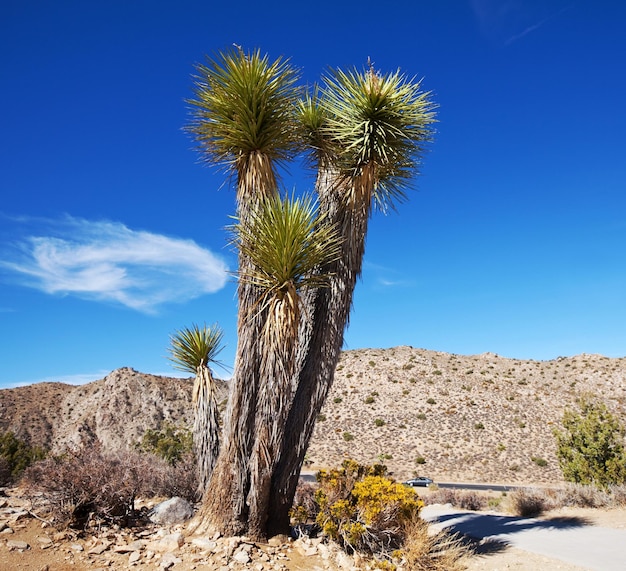 Joshua tree