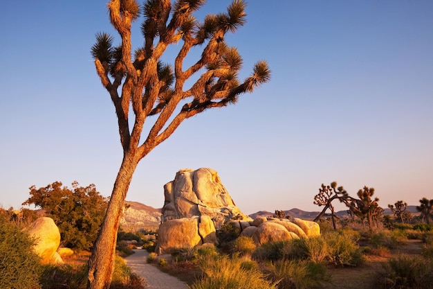 Joshua tree